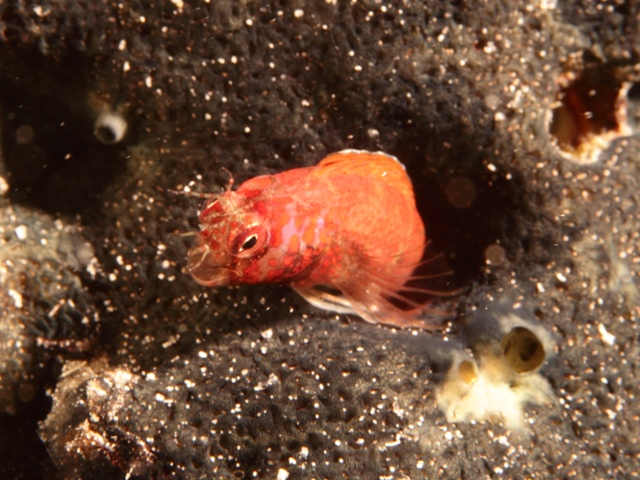 Mimmoblennius cirrosus